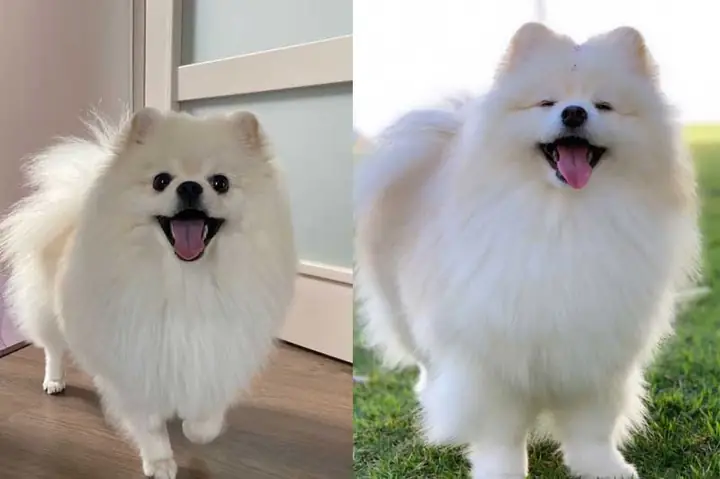 Lợi Ích Nuôi Chó Phốc Sóc Lợi Ích Nuôi Chó Phốc Sóc