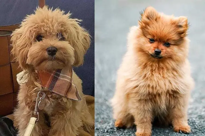 Chọn Chó Phù Hợp Với Người Bận Rộn Và Không Gian Nhỏ Chọn Chó Phù Hợp Với Người Bận Rộn Và Không Gian Nhỏ