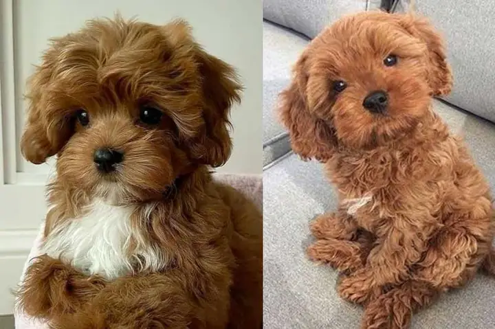 Lợi Ích Nuôi Chó Poodle Lợi Ích Nuôi Chó Poodle