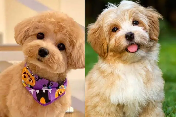 Lịch Sử Và Nguồn Gốc Lịch Sử Và Nguồn Gốc