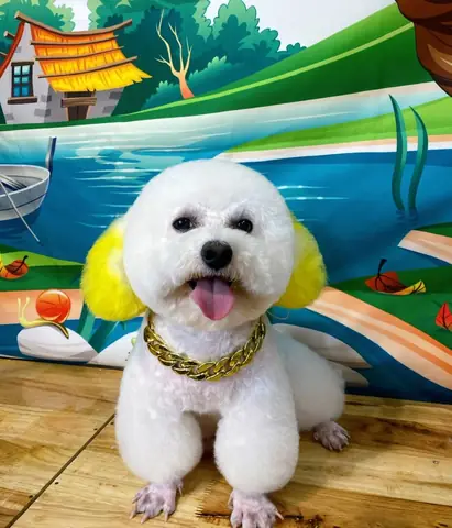 Nên Nuôi Loại Chó Nào