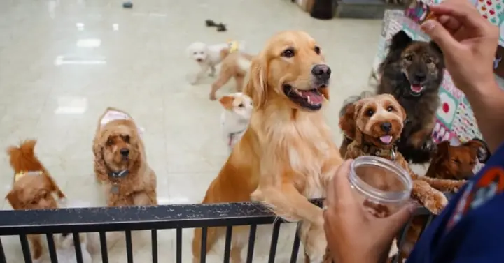 Thười Xưa Phải Làm Lụng Vất Vả Nuôi Miệng Ăn Trong Nhà Đã Khó, Lại Nuôi Chó Đàn Thì Không Thể Có Cơm Gạo, Để Cuộc Sống Không Quá Chật Vật Các Cụ Mới Khuyên Không Nên Nuôi 2 Con Chó Trong Nhà.