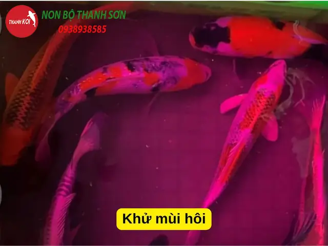 Ngâm Thuốc Tím Cho Cá Koi Bao Lâu? Hướng Dẫn Chi Tiết Cho Người Nuôi Cá Ngâm Thuốc Tím Cho Cá Koi Bao Lâu? Hướng Dẫn Chi Tiết Cho Người Nuôi Cá