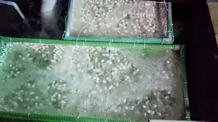 Về Tổng Quan, Chúng Ta Nên Chiabộ Lọc Hồ Koira Làm 3 Phần: