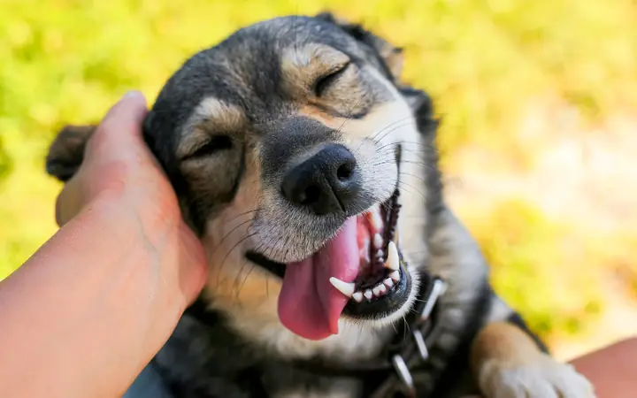 Ngày Quốc Tế Của Chó: Tìm Hiểu Về Loài Bạn Trung Thành Nhất Của Con Người