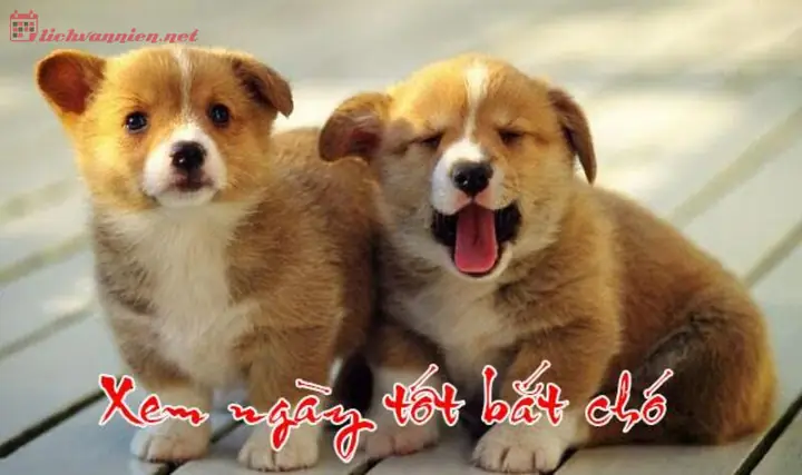 Tại Sao Cần Xem Ngày Tốt Khi Bắt Chó Về Nuôi?
