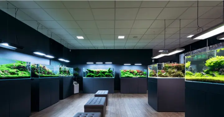 Mở Cửa Hàng Cá Cảnh: Toàn Bộ Kinh Nghiệm Cho Người Mới ...