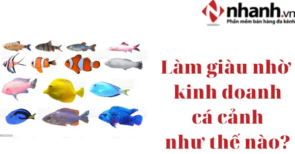 Làm Giàu Nhờ Kinh Doanh Cá Cảnh Như Thế Nào? - Nhanh.vn