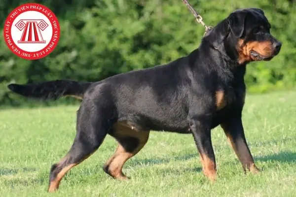 Quy Định Về Quản Lý Chó Là Gì?