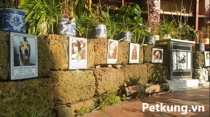 Nghĩa Trang Chó Mèo Ở Tphcm Nghĩa Trang Chó Mèo Ở Tphcm