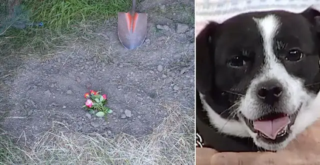 Việc Chôn Cất Chó Mèo Tai Hà Nội Và Tphcm Có Ý Nghĩa Gì Việc Chôn Cất Chó Mèo Tai Hà Nội Và Tphcm Có Ý Nghĩa Gì