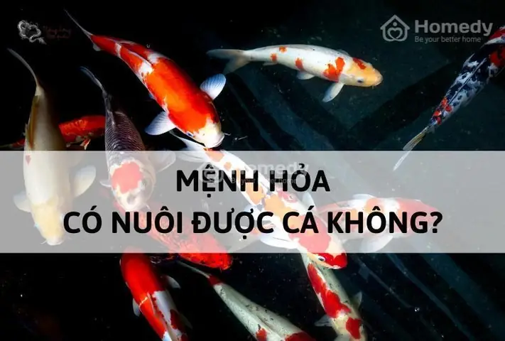Mệnh Hỏa Nuôi Cá Được Không? Cách Chọn Loại Cá Và Bể Cá Phù Hợp Mệnh Hỏa Nuôi Cá Được Không? Cách Chọn Loại Cá Và Bể Cá Phù Hợp