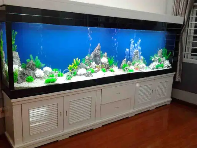 Người Mệnh Hỏa Có Chơi Được Bể Cá Cảnh Không? Người Mệnh Hỏa Có Chơi Được Bể Cá Cảnh Không?