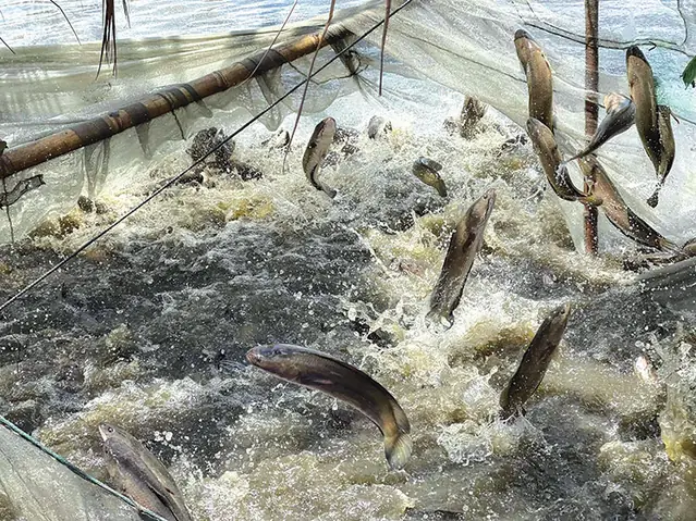 Người Nuôi Cá Lóc Thua Lỗ Nặng Vì Giá Rớt Sâu