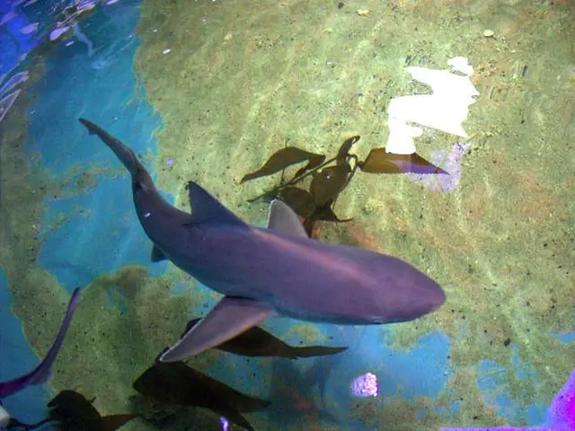 Người Đàn Ông Nuôi Cá Mập Trong Bể Bơi Dưới Hầm Nhà Để Bán Làm Thú Cưng