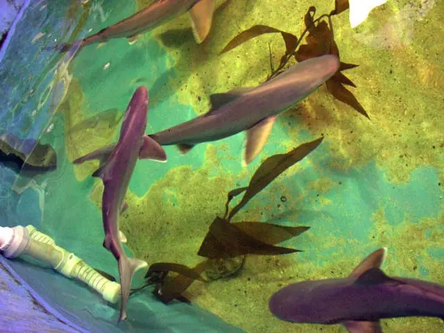 Người Đàn Ông Nuôi Cá Mập Trong Bể Bơi Dưới Hầm Nhà Để Bán Làm Thú Cưng