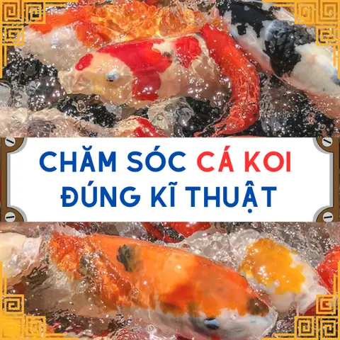 Kỹ Thuật Chăm Sóc Cá Koi