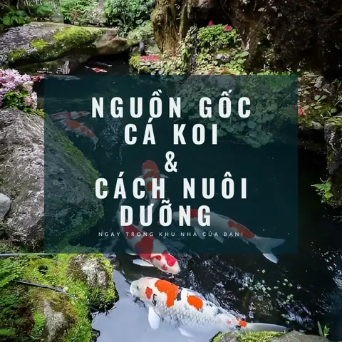 Nguồn Gốc Cá Chép Koi Và Cách Nuôi Dưỡng