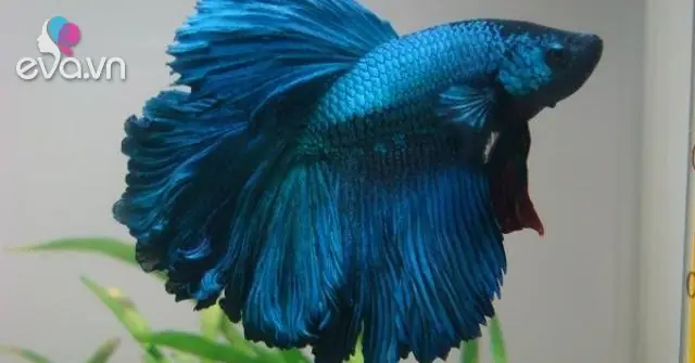 Cá Lia Thia: Nguồn Gốc, Đặc Điểm, Cách Chăm Sóc Và Một Số Sự Thật ...