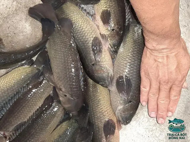 Cá Rô Đầu Vuông - Trại Cá Bột Đồng Nai