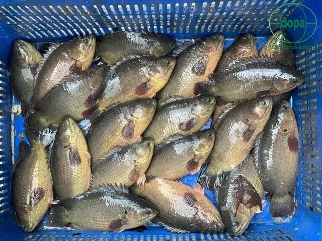 Vai Trò Của Cá Rô Đầu Vuông Trong Hệ Sinh Thái