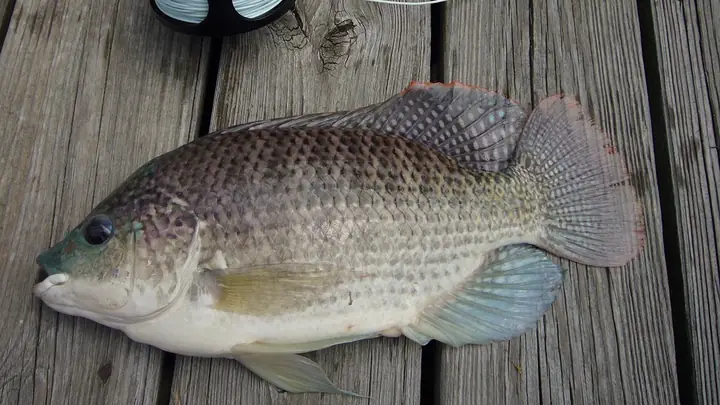 Giá Trị Dinh Dưỡng Của Cá Rô Phi Và Những Cân Nhắc Khi Ăn