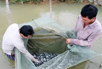 Lịch Sử Lai Tạo Và Chọn Giống Cá Rô Phi – Tạp Chí Thủy Sản Việt Nam