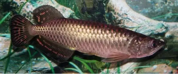 Nguồn Gốc Cá Rồng