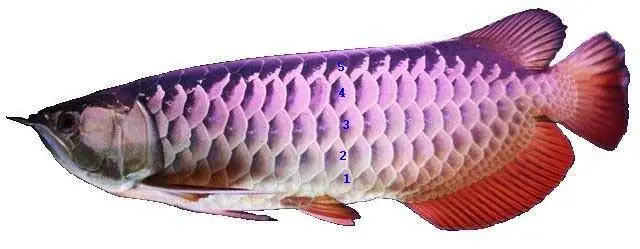 Nguồn Gốc Cá Rồng