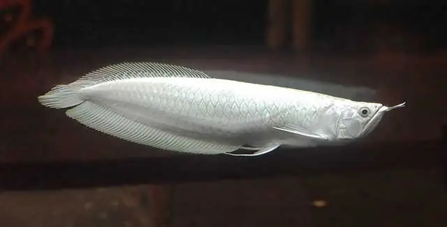 Nguồn Gốc Cá Rồng