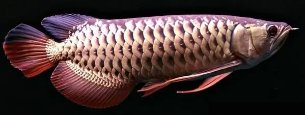 Nguồn Gốc Cá Rồng