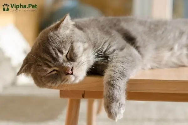 Quan Tâm Đến Chó Mèo Của Mình