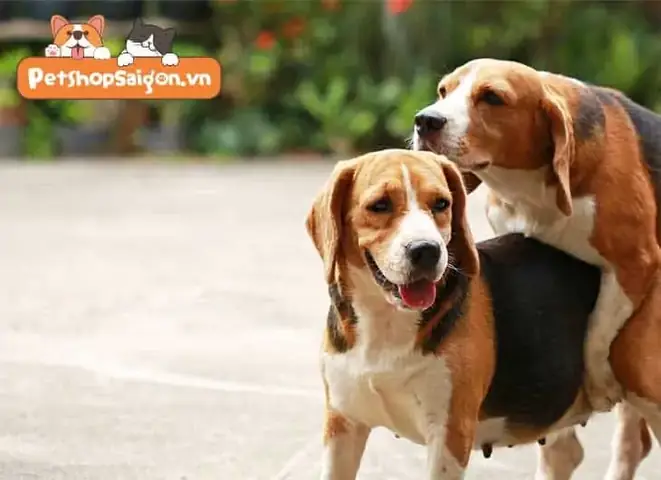 Trường Hợp Chó Giao Phối Không Thành Công