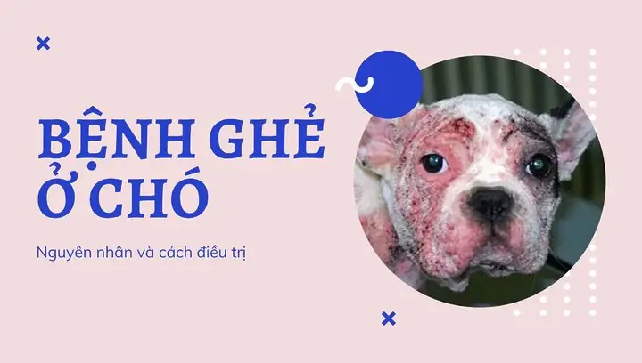 Phân Biệt Ghẻ Demodex Với Các Loại Ghẻ Khác Phân Biệt Ghẻ Demodex Với Các Loại Ghẻ Khác
