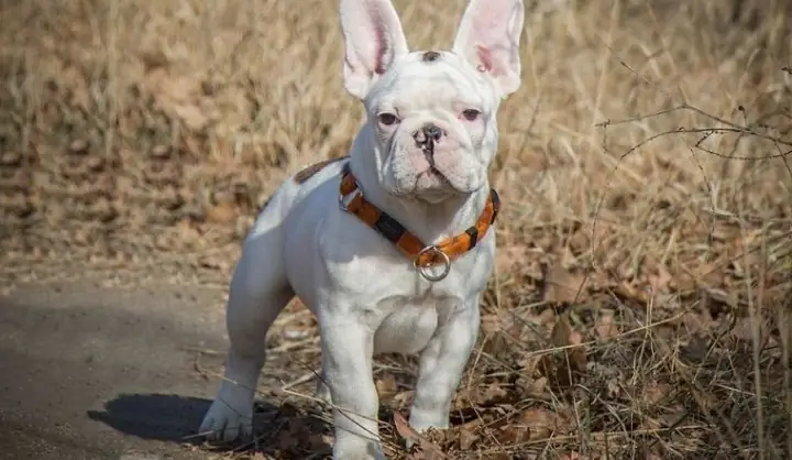 Chó Bull Pháp: Nguồn Gốc, Đặc Điểm, Bảng Giá Chó Bull Pháp Chó Bull Pháp: Nguồn Gốc, Đặc Điểm, Bảng Giá Chó Bull Pháp