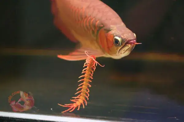 Cá Rồng Ăn Rết Cá Rồng Ăn Rết