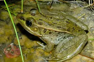 Nhái Cho Cá Rồng Nhái Cho Cá Rồng