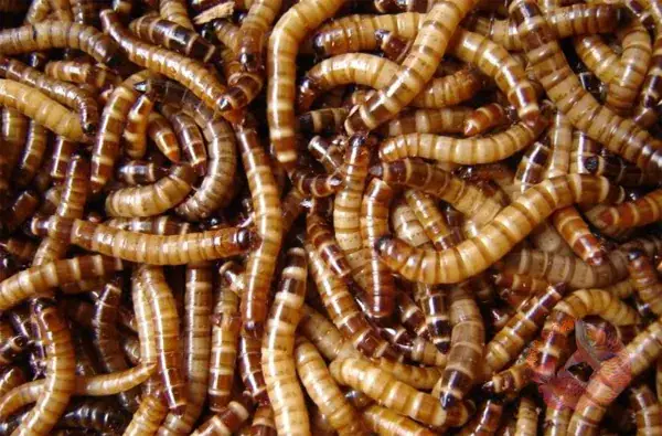 Sâu Worm Cho Cá Rồng Sâu Worm Cho Cá Rồng