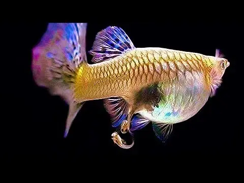 Cách Nhận Biết Cá Bảy Màu Mang Thai: Dấu Hiệu, Thời Gian Và Kinh Nghiệm Nuôi