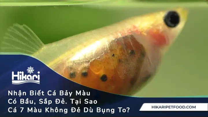 Cách Nhận Biết Cá Bảy Màu Mang Thai: Dấu Hiệu, Thời Gian Và Kinh Nghiệm Nuôi