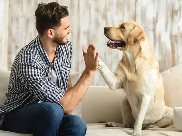 Mối Liên Hệ Giữa Người Và Chó Trong Kiếp Trước