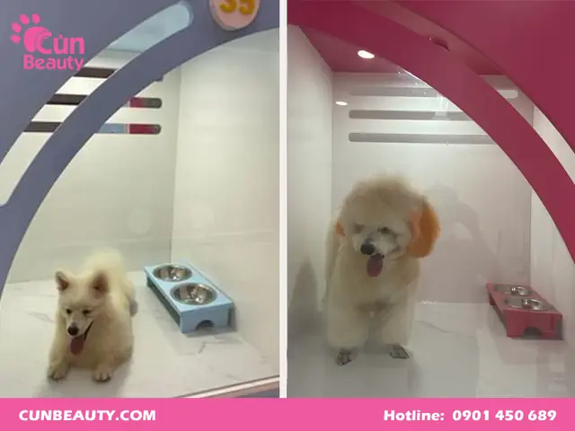 Khách Sạn Cho Thú Cưng Cún Beauty Uy Tín Và Chuyên Nghiệp