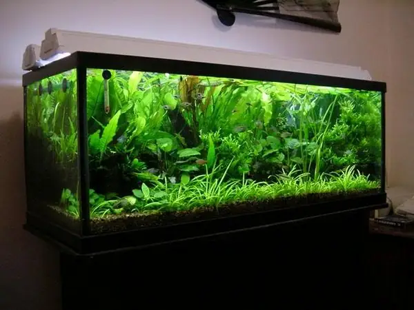 Bể Cá Mạnh Tuấn – Địa Chỉ Uy Tín Về Dịch Vụ Nhận Làm Bể Cá Cảnh Ở Hà Nội