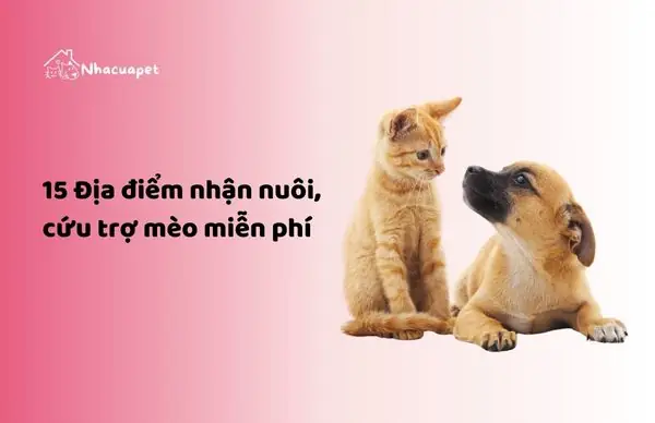 Hướng Dẫn Nhận Nuôi Chó Mèo Miễn Phí: Từ A Đến Z