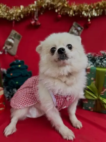 Nhận Nuôi Chó Tại Hà Nội