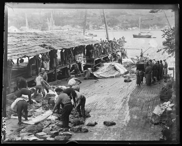 Việc Nhật Bản Khôi Phục Hoạt Động Săn Bắt Cá Voi Năm 2019 Nhằm Phục Vụ Mục Đích Thương Mại Sau Hơn 30 Năm Lại Có Các Dấu Hiệu Cho Thấy Ngành Nghề Truyền Thống Này Đang Ngày Càng Bị Mai Một.