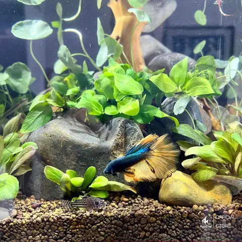 Tầm Quan Trọng Của Nhiệt Độ Trong Bể Cá Thủy Sinh