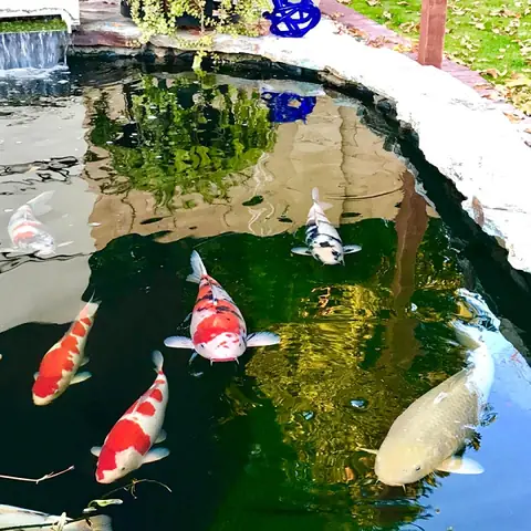 Nhiệt Độ Nuôi Cá Koi