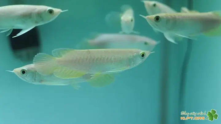 Giới Thiệu Chung Về Cá Cảnh Hồng Anh: Lịch Sử Và Danh Tiếng