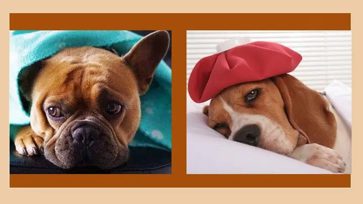 2triệu Chứng Của Bệnh Sốt Ở Chó 2triệu Chứng Của Bệnh Sốt Ở Chó